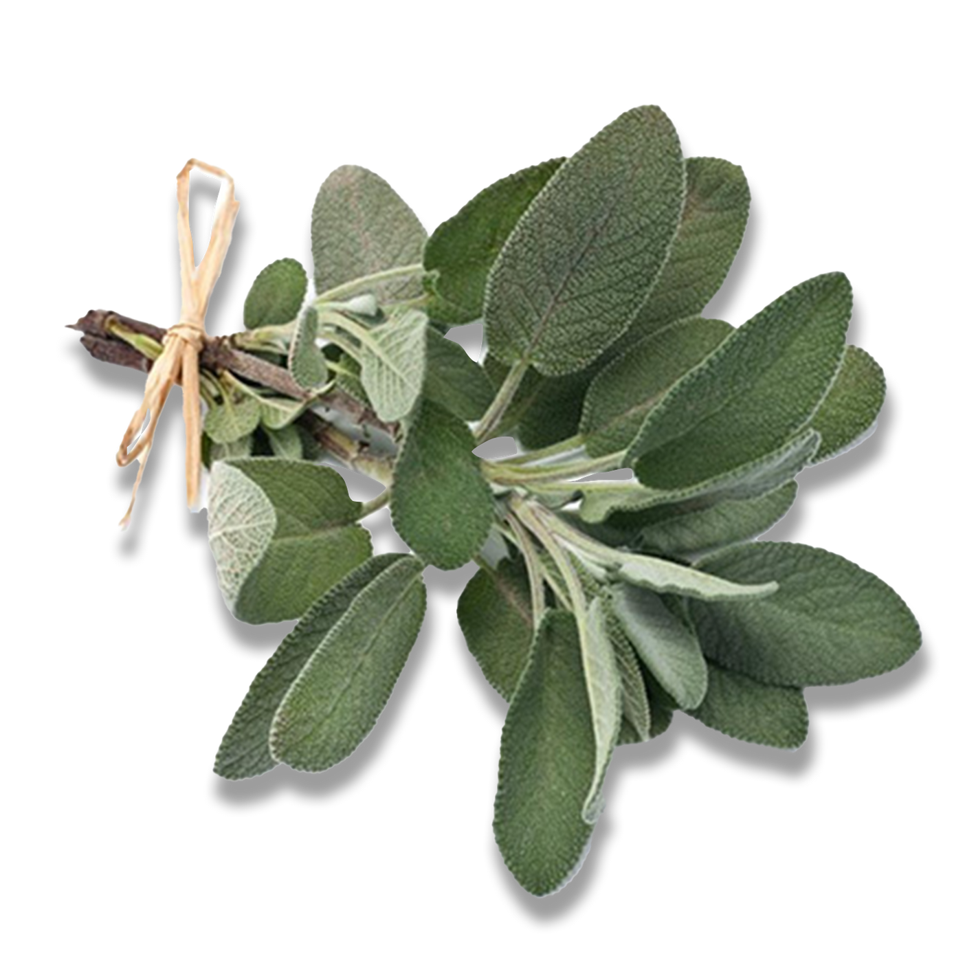 CLARY SAGE.png__PID:422890eb-b30e-4e98-848a-fa3842ae28a9