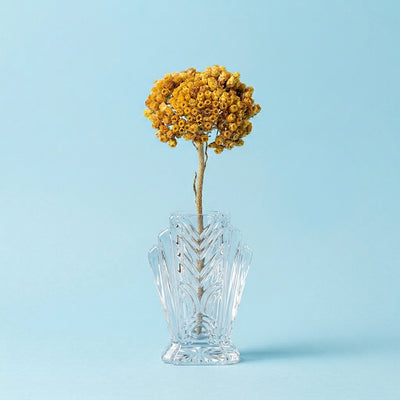 Helichrysum