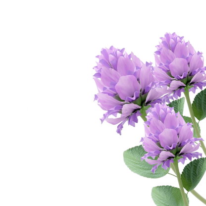 Anti-Aging Night Oil