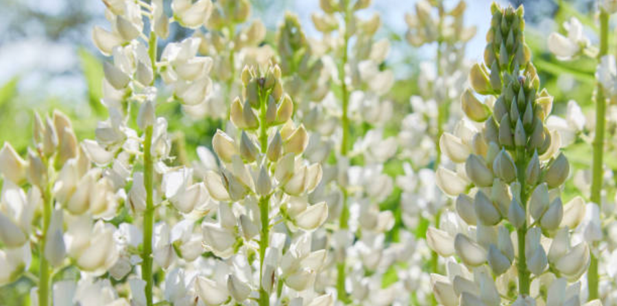 White Lupin