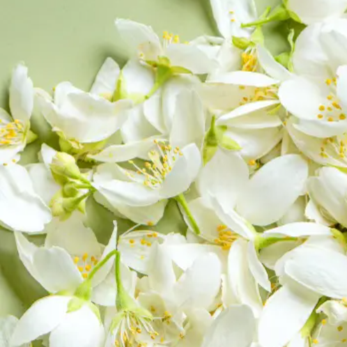 Jasmine