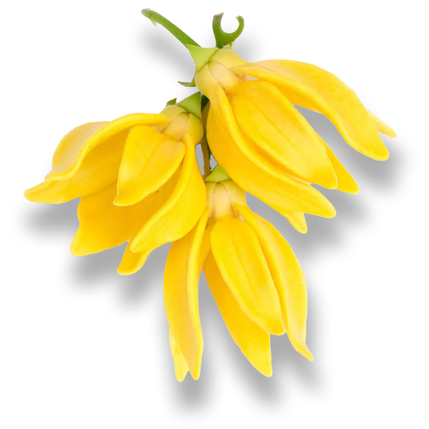 YLANG YLANG 1.png__PID:c69eb22b-d5d5-4514-bff1-c46b122d1701